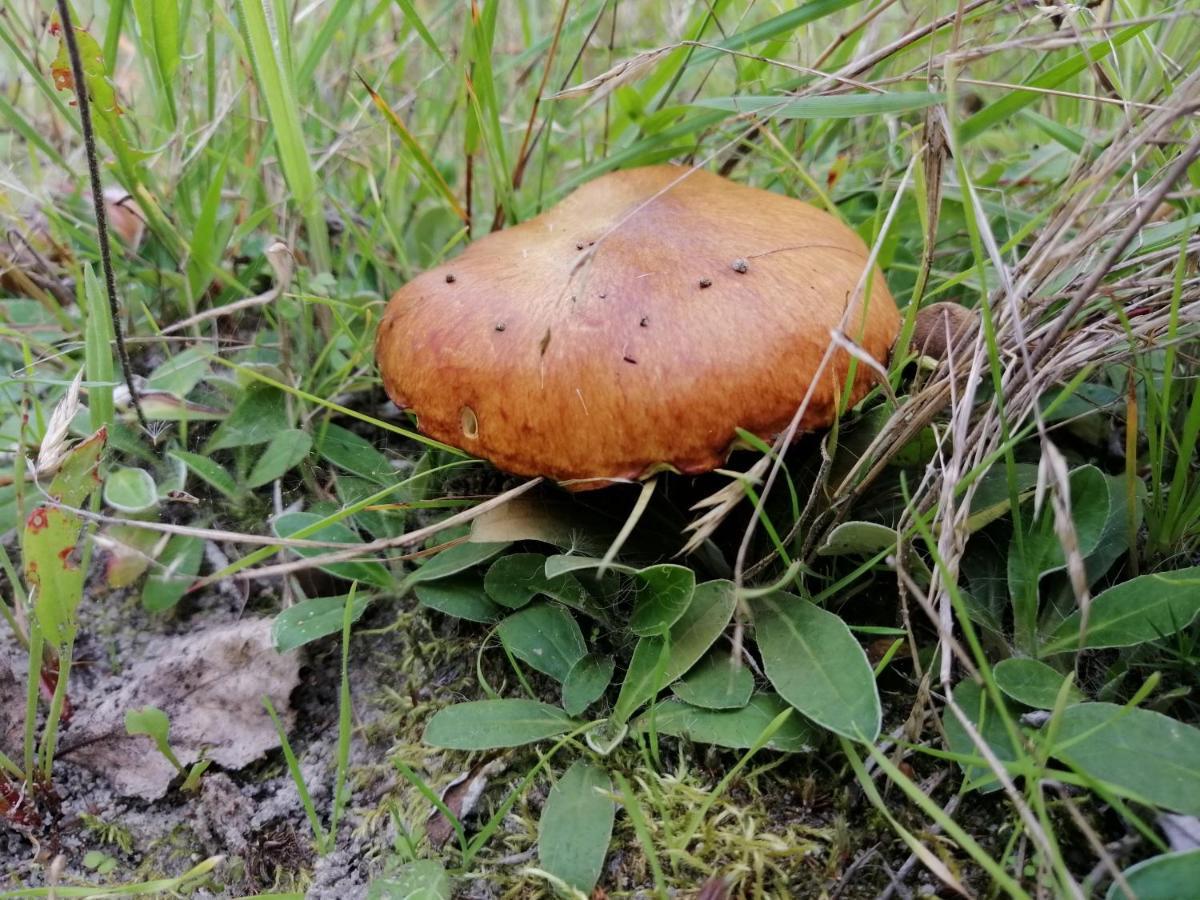 Agroturystyka Pod Dobrymi Skrzydlami Wiski Exterior photo